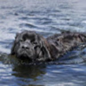 Meet your Posher, Janet